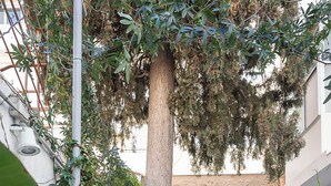 A courtyard with a central tree, a metal staircase, and various potted plants. - Athenian Cypress House (Athina)