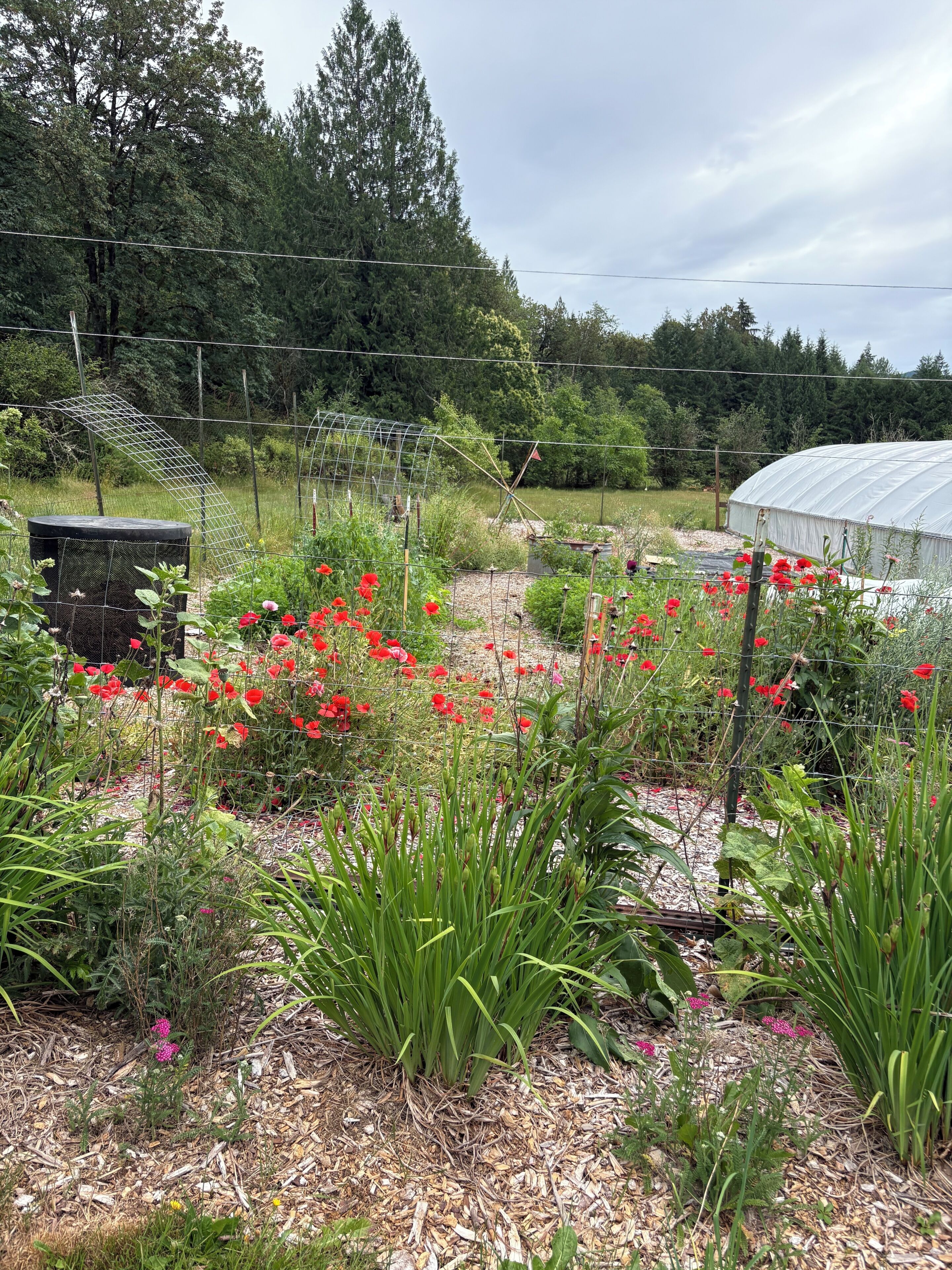 Un jardin avec une serre, diverses plantes et une clôture en fil de fer.