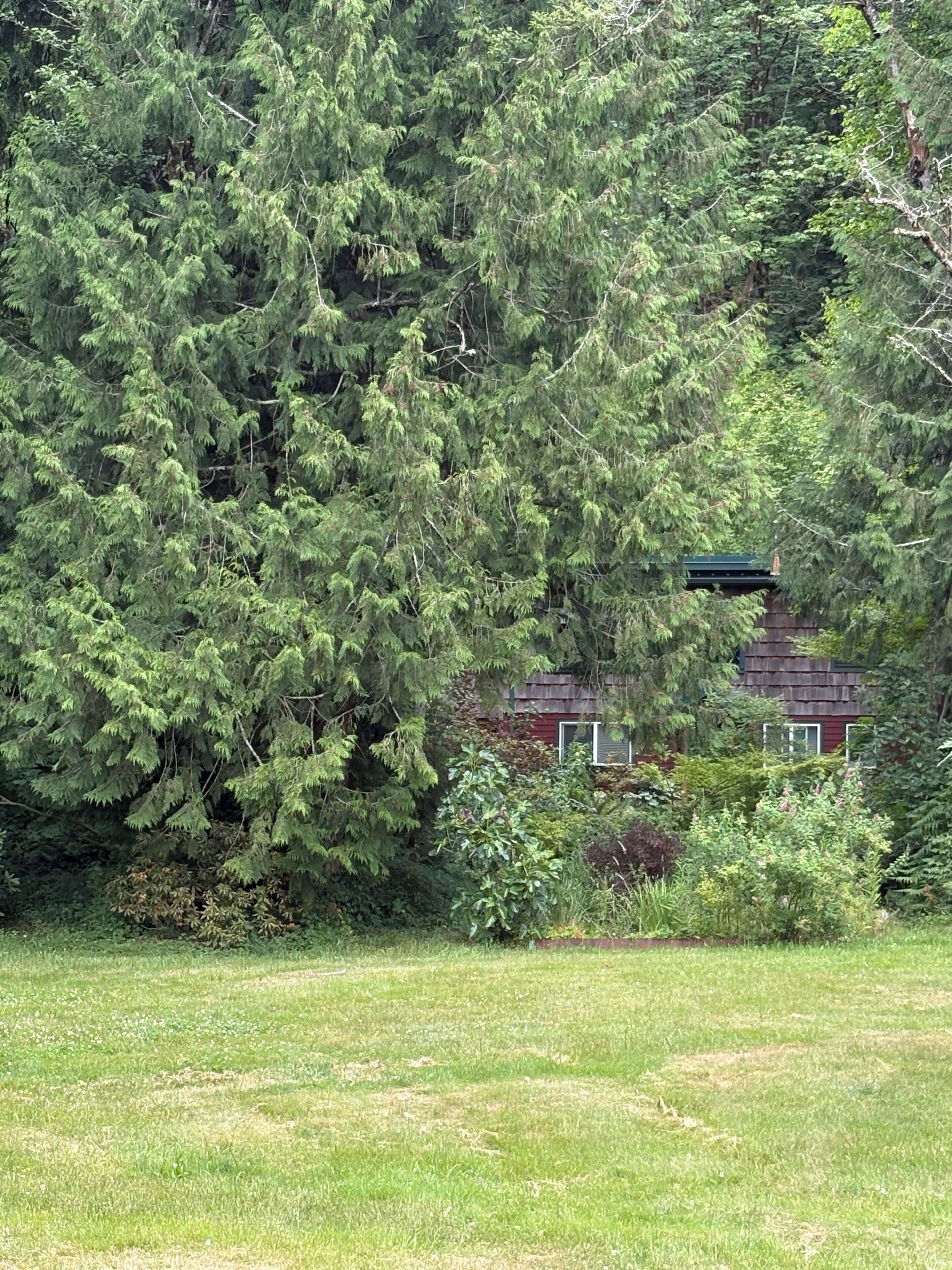 Ett hus omgivet av tät skog.