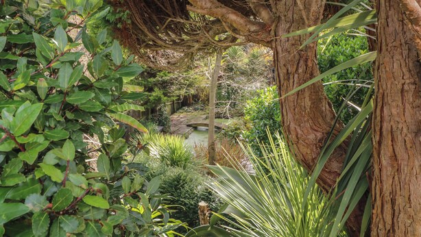 A lush garden with a large tree trunk, dense foliage, and a small stream. - Tall Timbers (Ventnor)