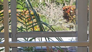 A window with a view of various plants and trees. - Dalkeith Greathouse- Private Sanctuary  (Knockpatrick)