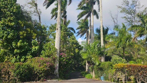 A paved pathway leading through a tropical garden with tall palm trees and dense foliage. - Dalkeith Greathouse- Private Sanctuary  (Knockpatrick)