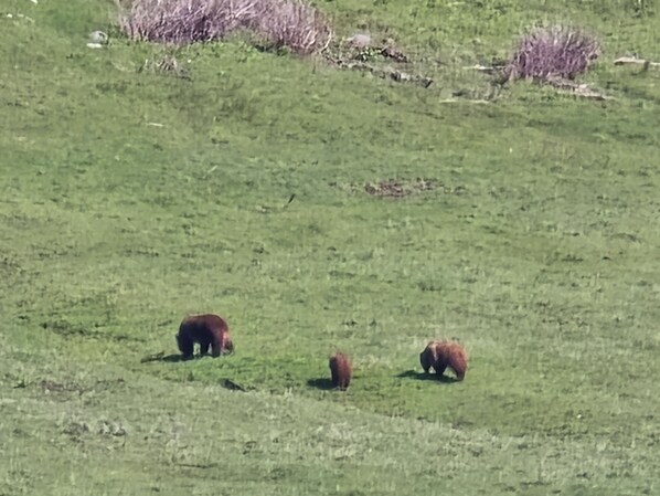 Un campo cubierto de hierba con tres osos.