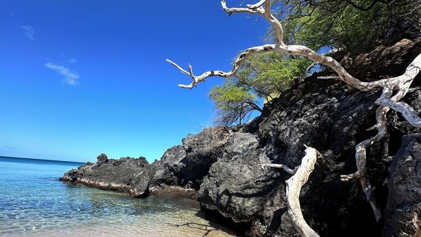 A beach with clear blue water, rocky outcrops, and a prominent dead tree branch.
