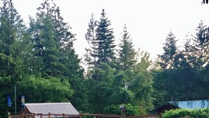 A garden with a wooden fence, various plants, and a small structure with a roof. - Charming 1-bedroom apartment in a beautiful natural setting, minutes from town. (Sandpoint)