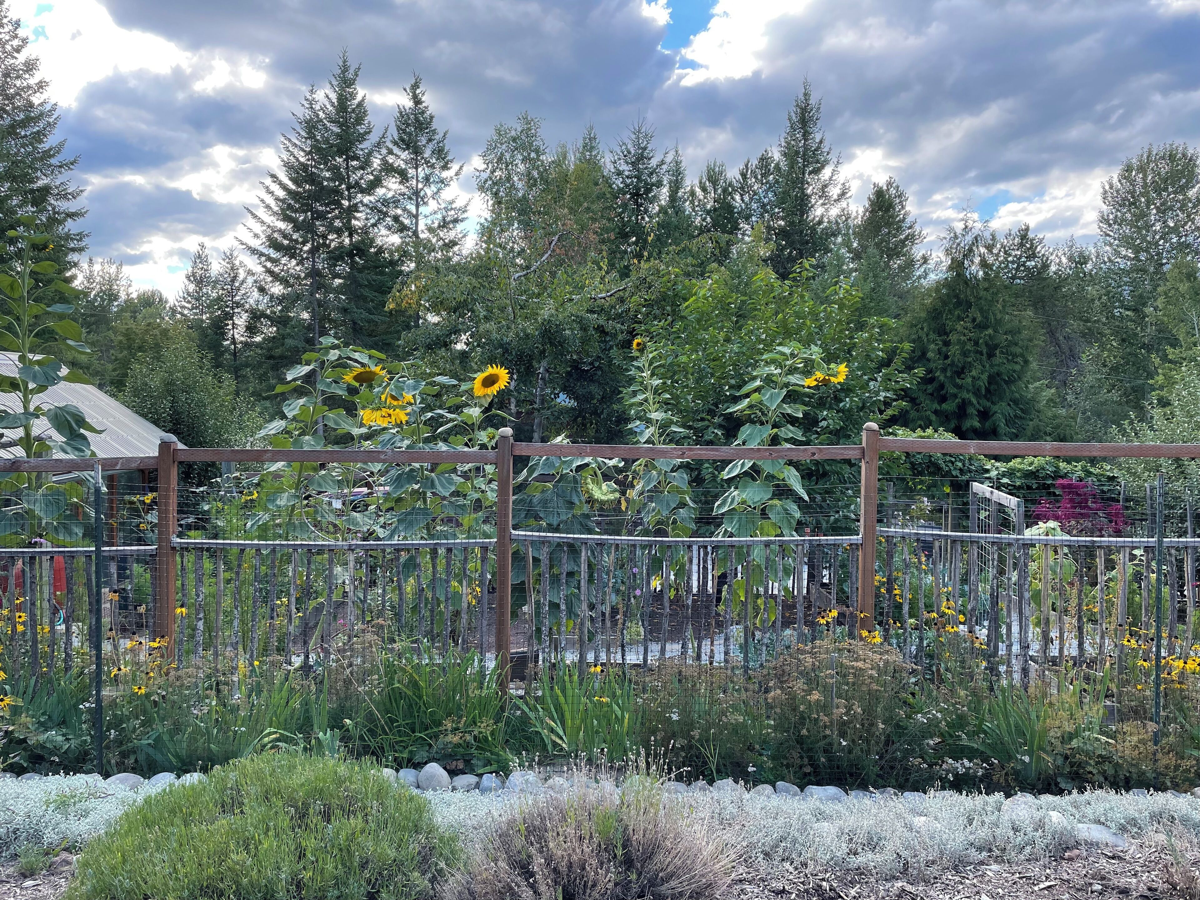 Un jardín con cerca de madera, diversas plantas y un fondo de árboles y cielo nublado.
