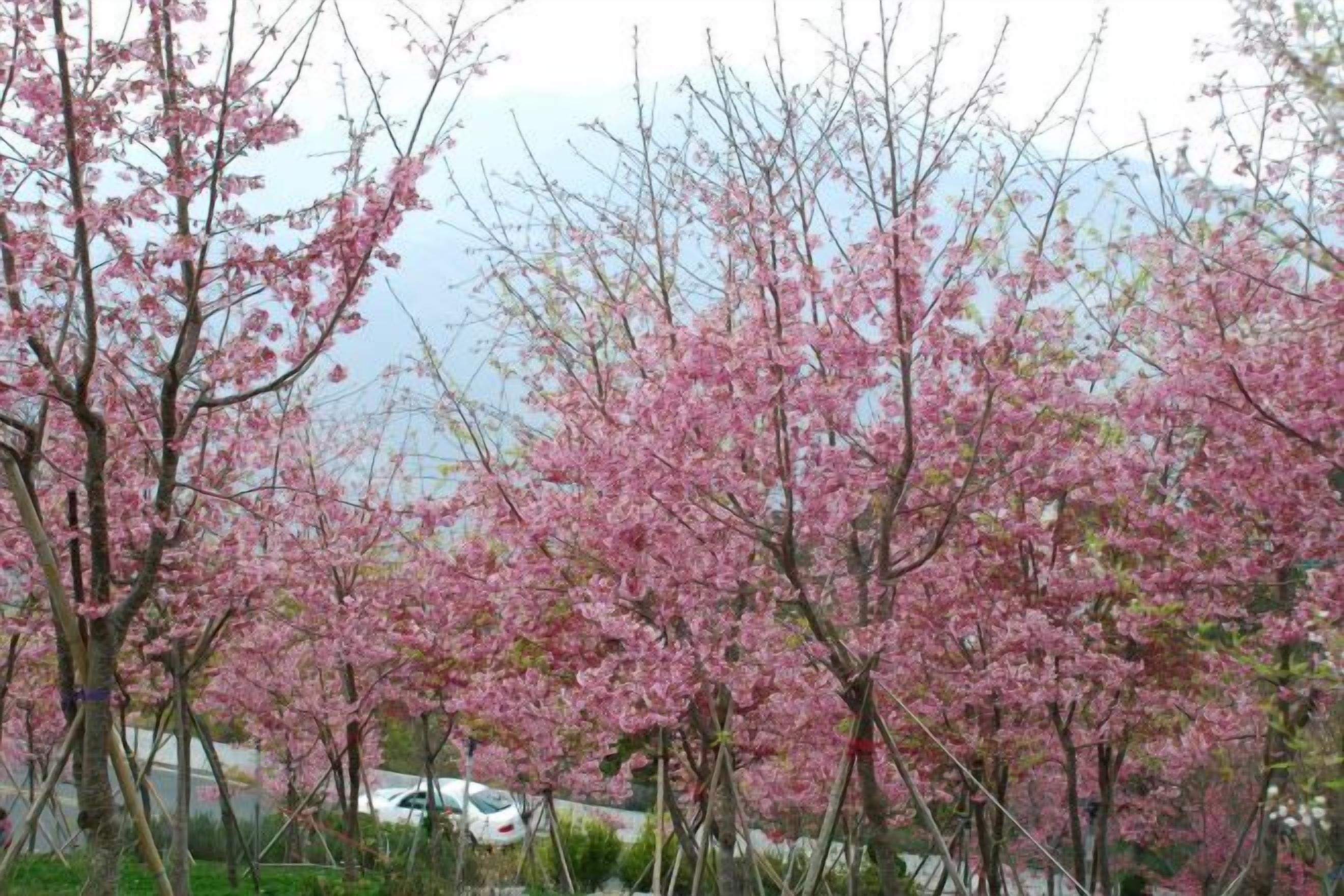 Cherry blossom trees in full bloom.