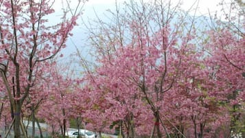 Cherry blossom trees in full bloom.