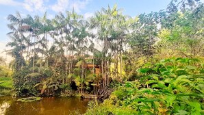 A lush garden with a pond, dense foliage, and a wooden structure.