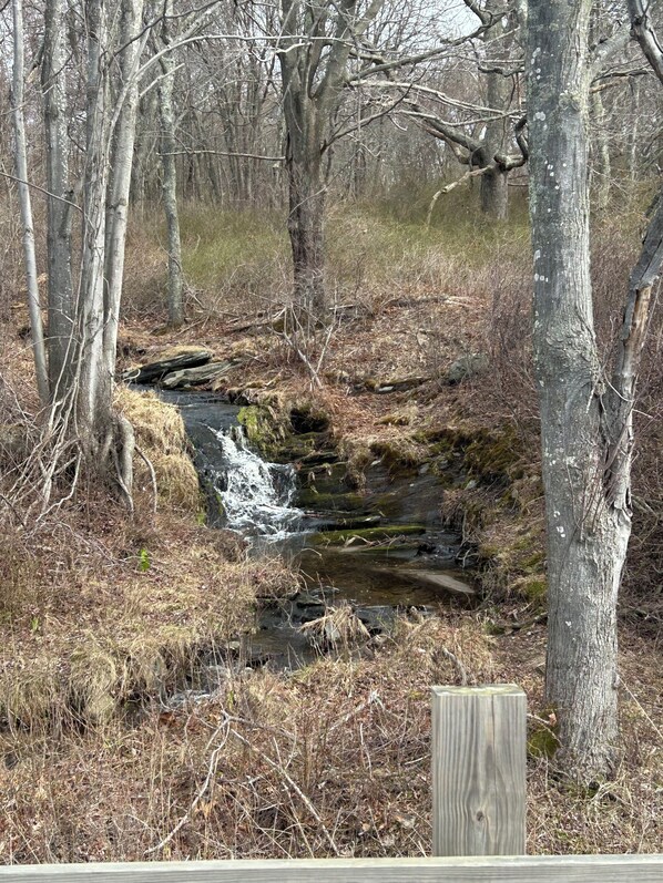Paisaje natural con un pequeño arroyo, rodeado de árboles y hierba seca.