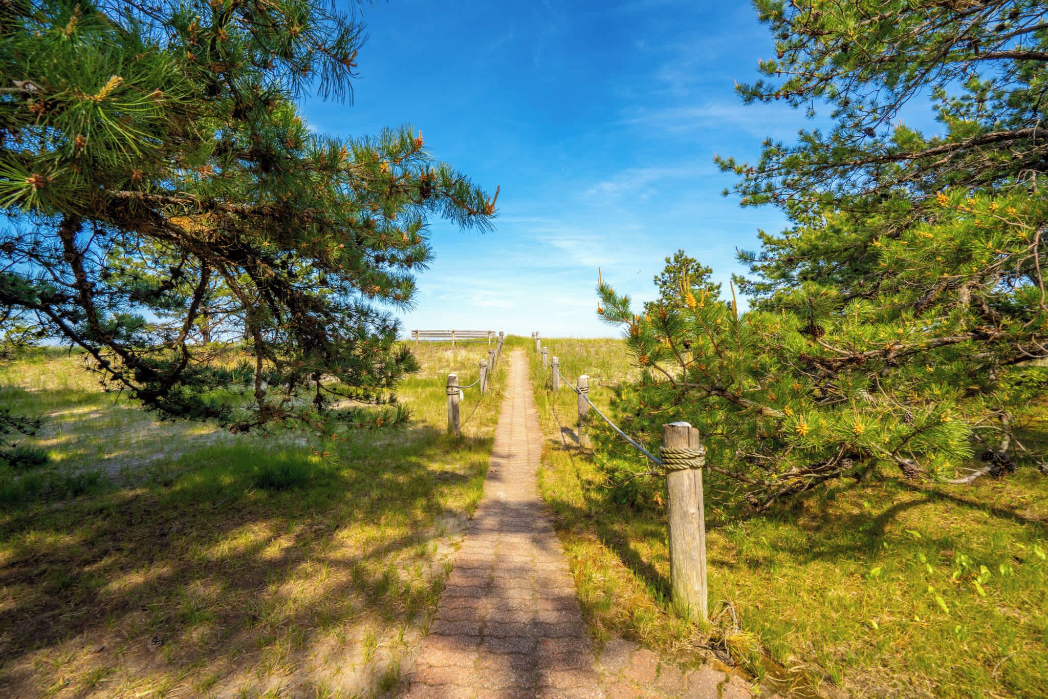 A pathway leading through a forested area with pine trees and a clear sky.
