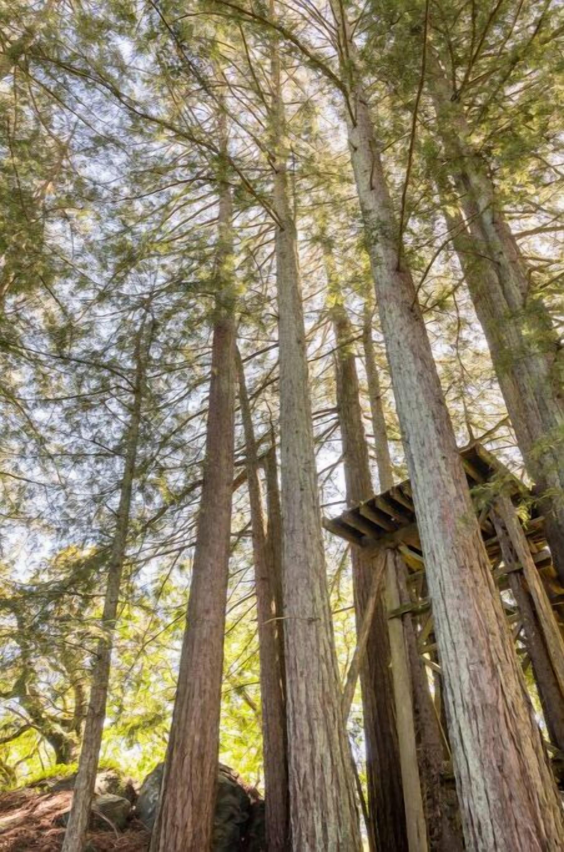 Tall trees in a forest.