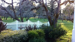 Un jardin avec une clôture en bois peinte en blanc, différents arbustes et arbres.
