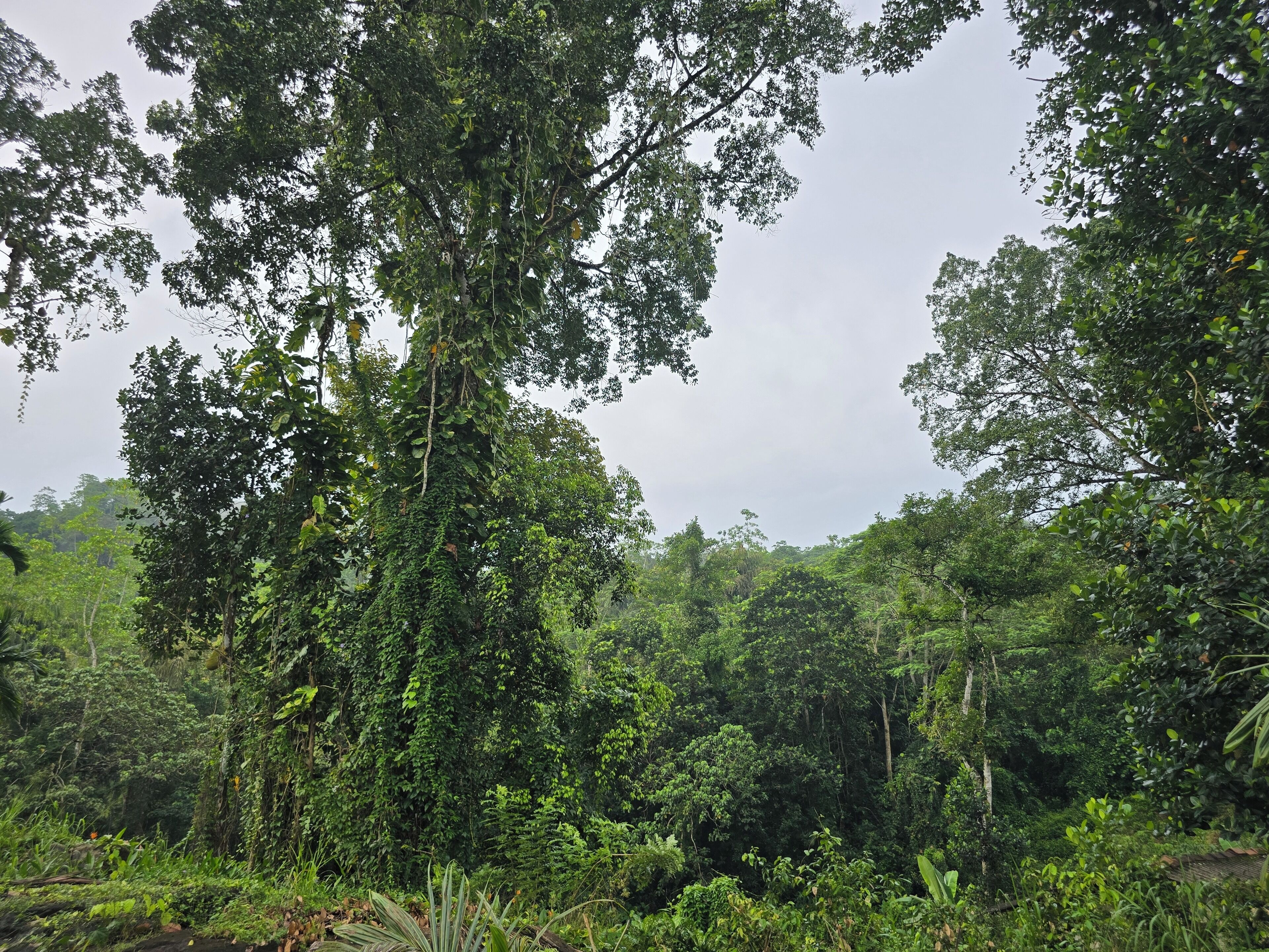 Une forêt dense, avec de grands arbres et un sous-bois touffu.