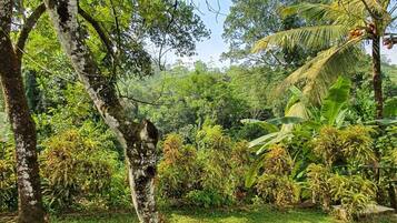A lush garden with a variety of trees and plants, including a prominent birch tree and a palm tree.
