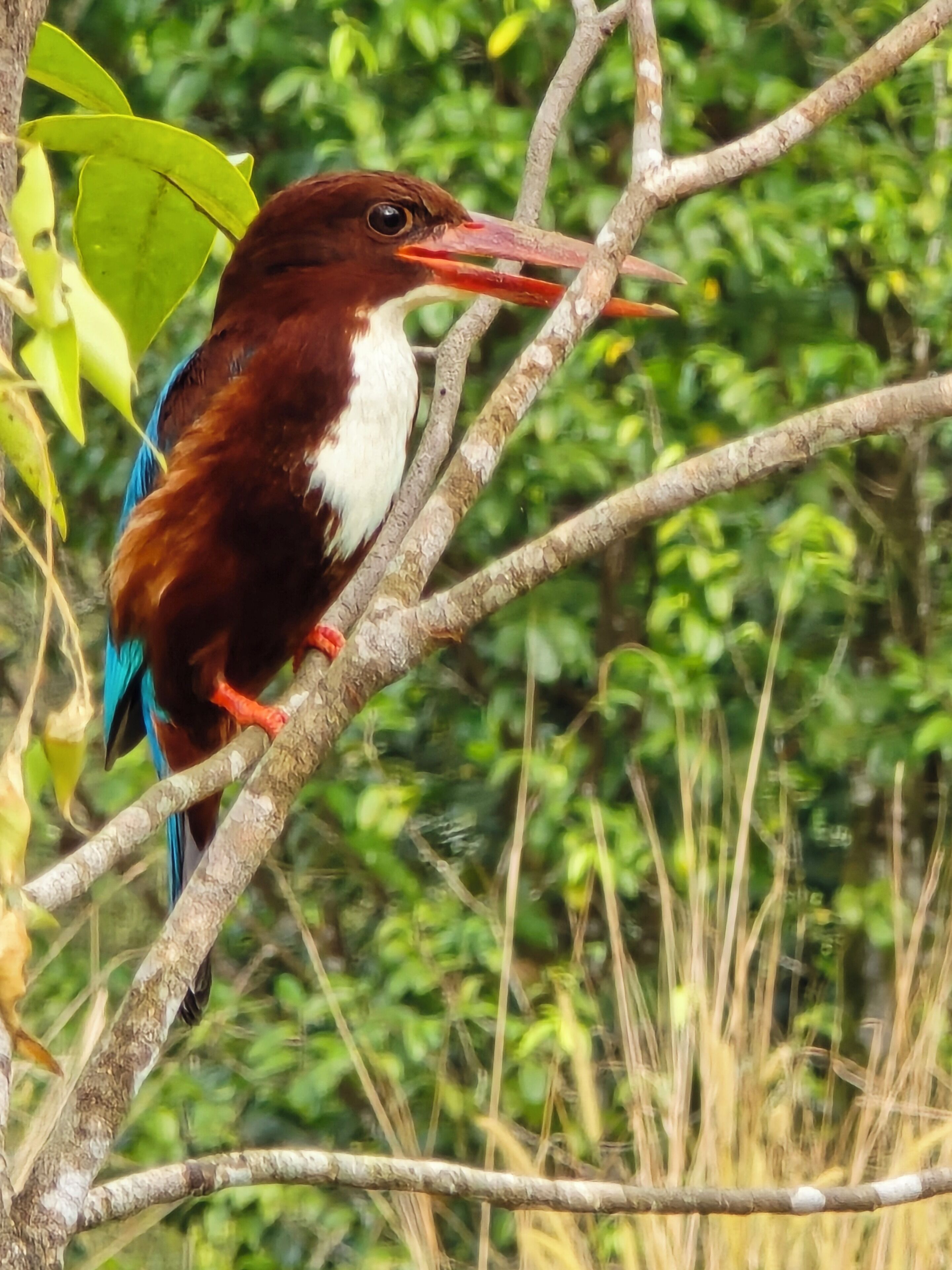 Un pájaro posado en una rama de árbol.