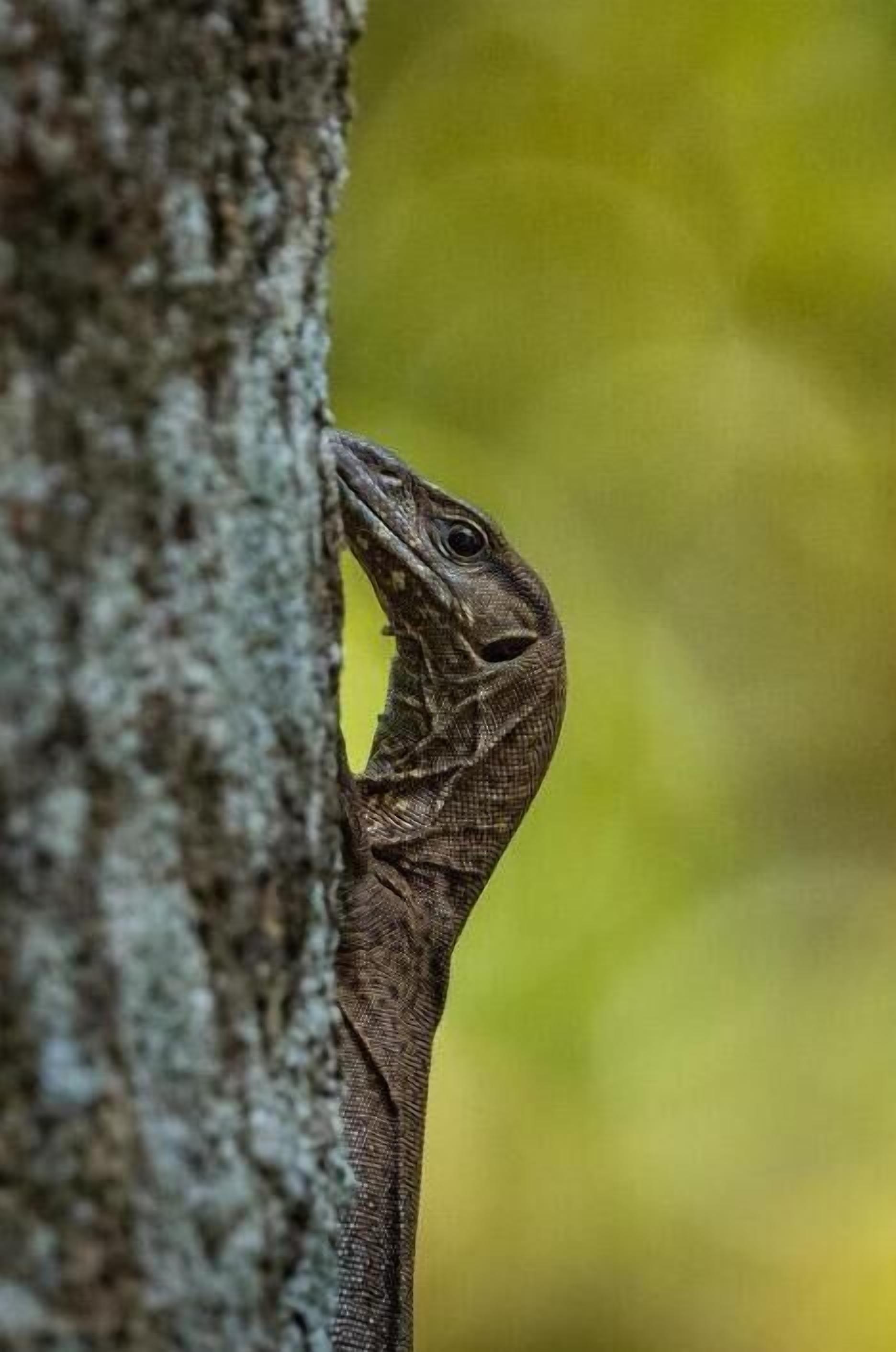 Un lagarto aferrado a un tronco de árbol.