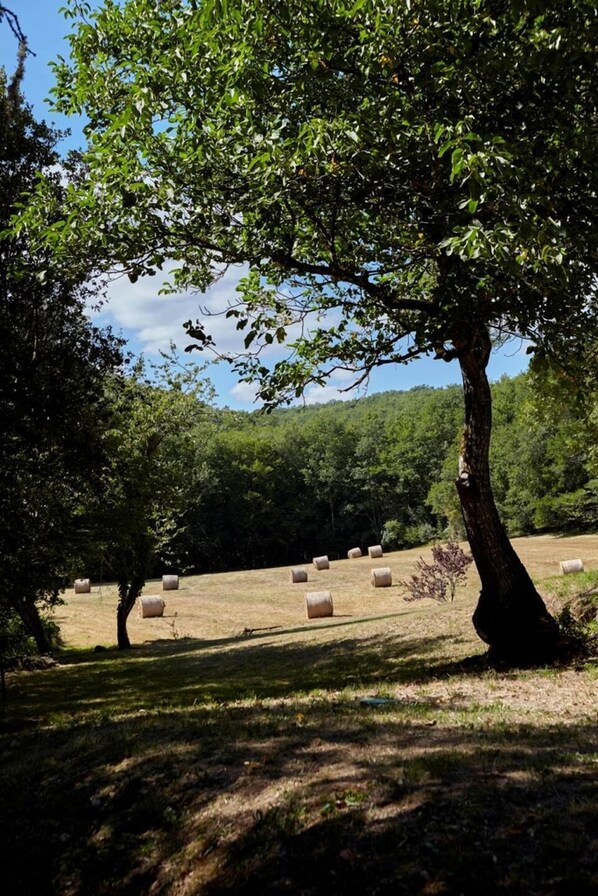Un champ bordé d’arbres, où l’on aperçoit des bottes de foin.