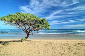A tree on a sandy beach with the ocean in the background.