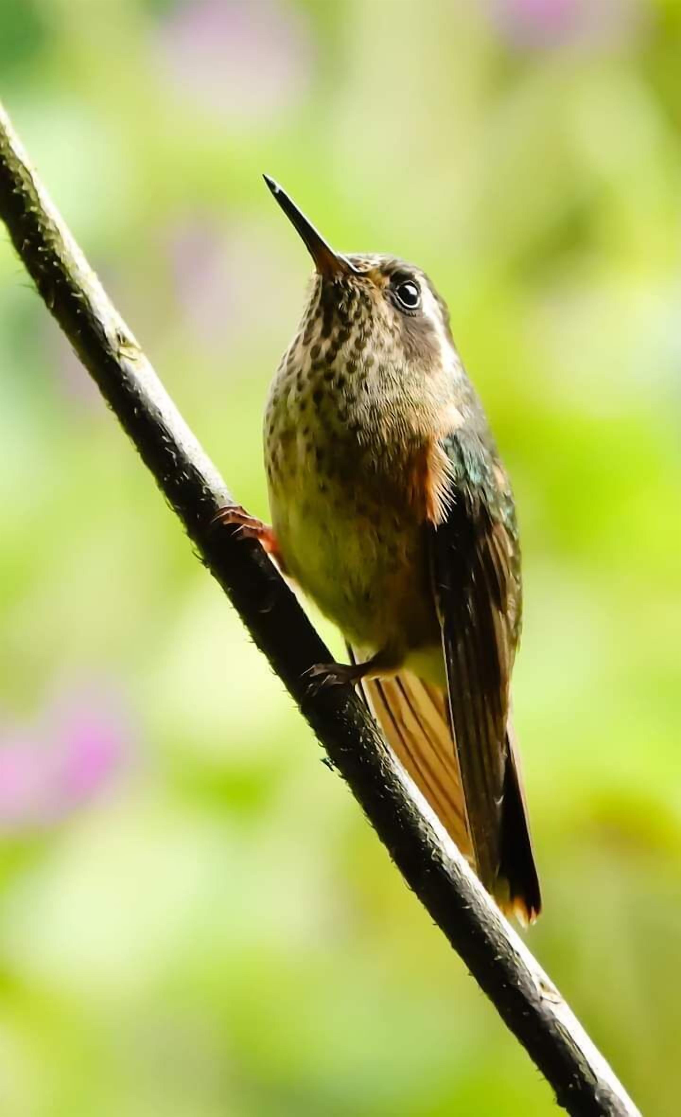 A bird perched on a branch.