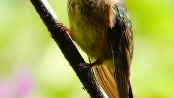 Un pájaro posado en una rama.