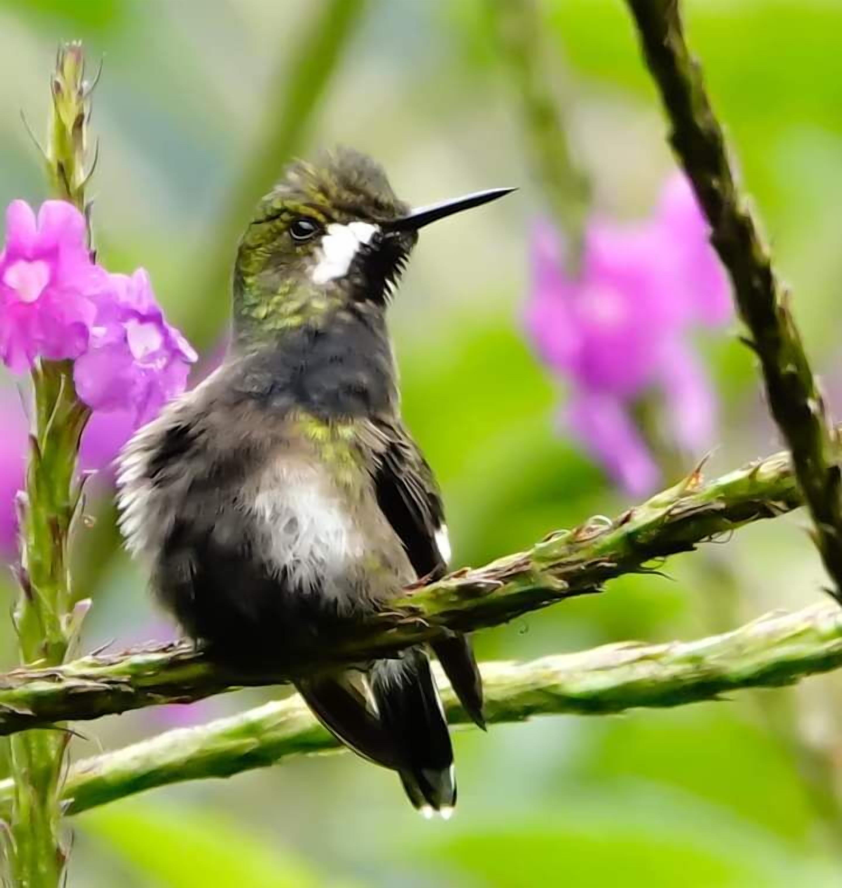 A bird perched on a branch with pink flowers in the background.