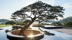 A bonsai tree in a circular planter with a reflective surface, surrounded by a landscaped garden with other trees and a view of distant hills. - FU VALLEY (Changzhou)