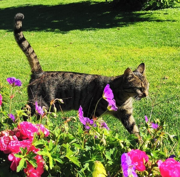 Un gatto che cammina su un prato erboso fiorito.