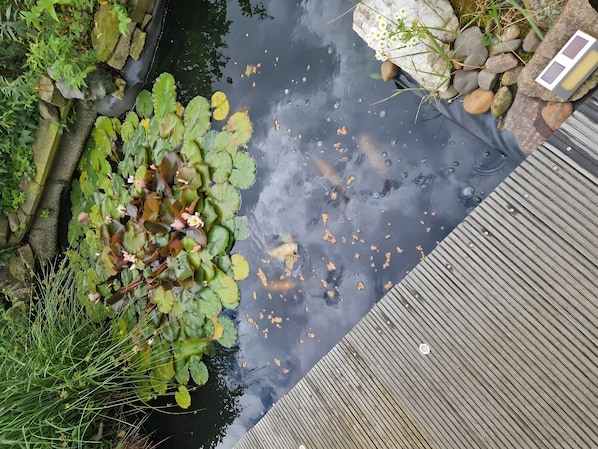 A pond with lily pads and rocks, surrounded by greenery. - Auenweg Apartment with Shared Pool, Garden, and Wi-Fi (Radebeul)