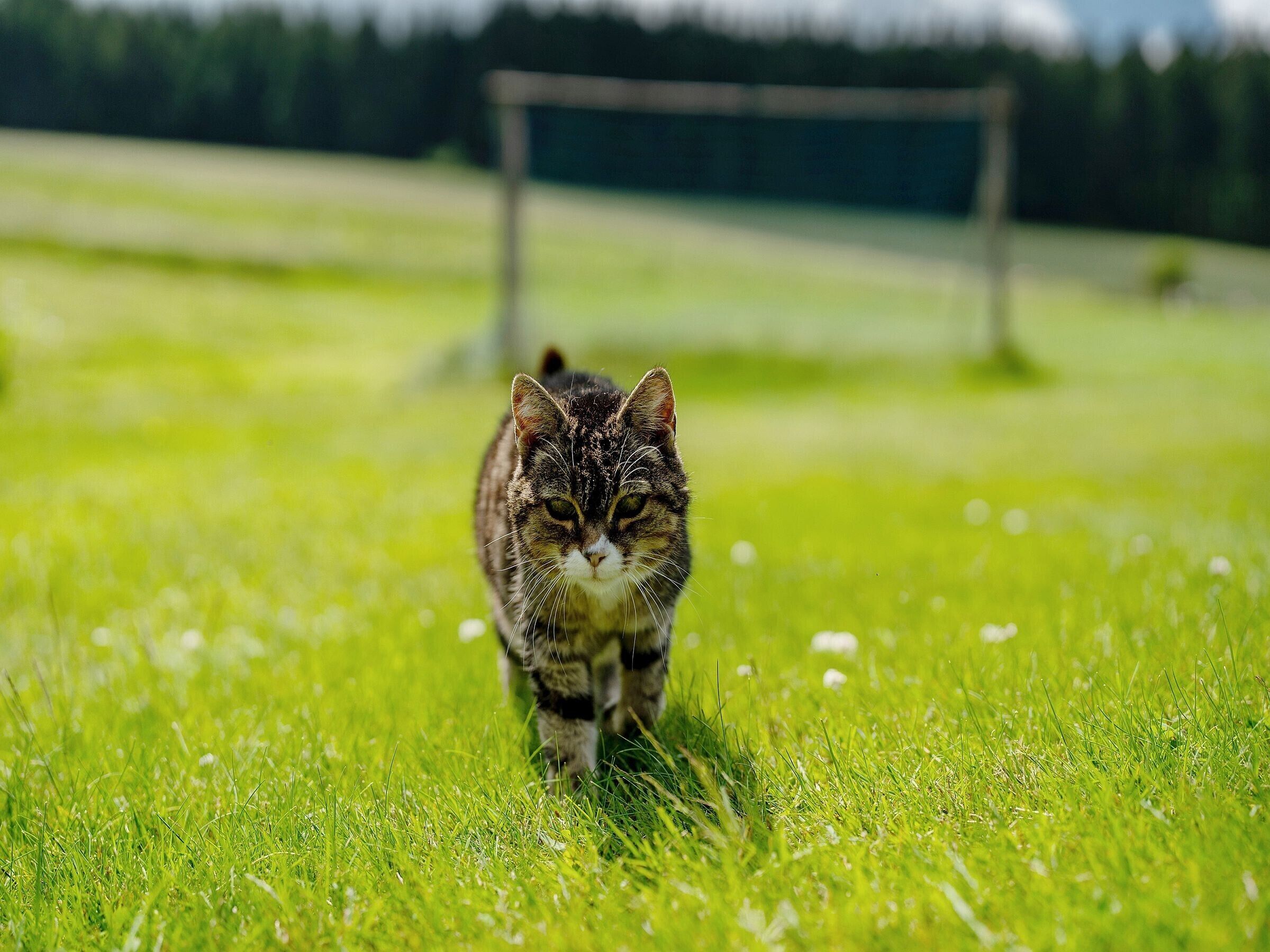 Een kat loopt over het gras.