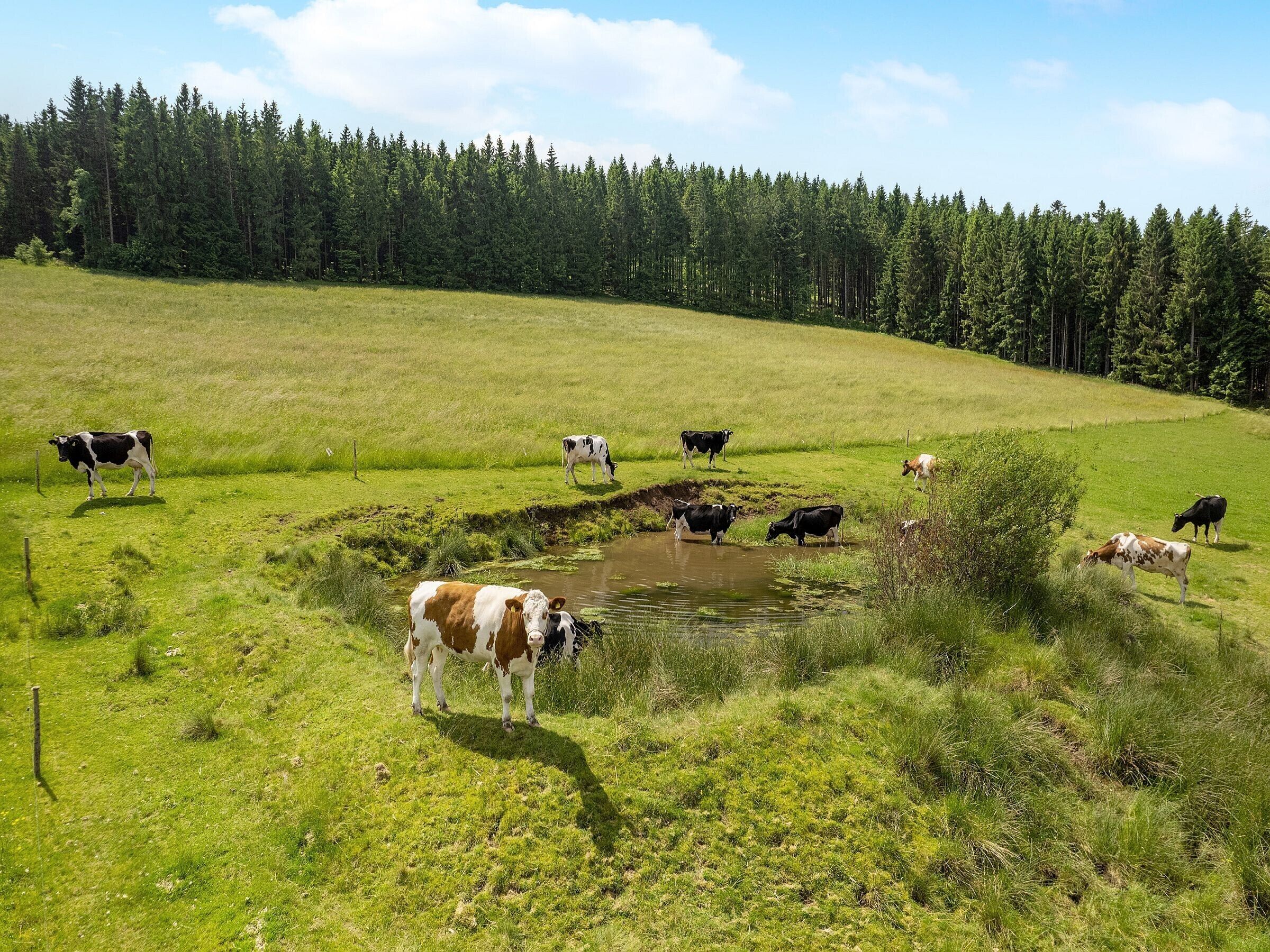 Un campo cubierto de césped con un pequeño estanque y una hilera de árboles al fondo.