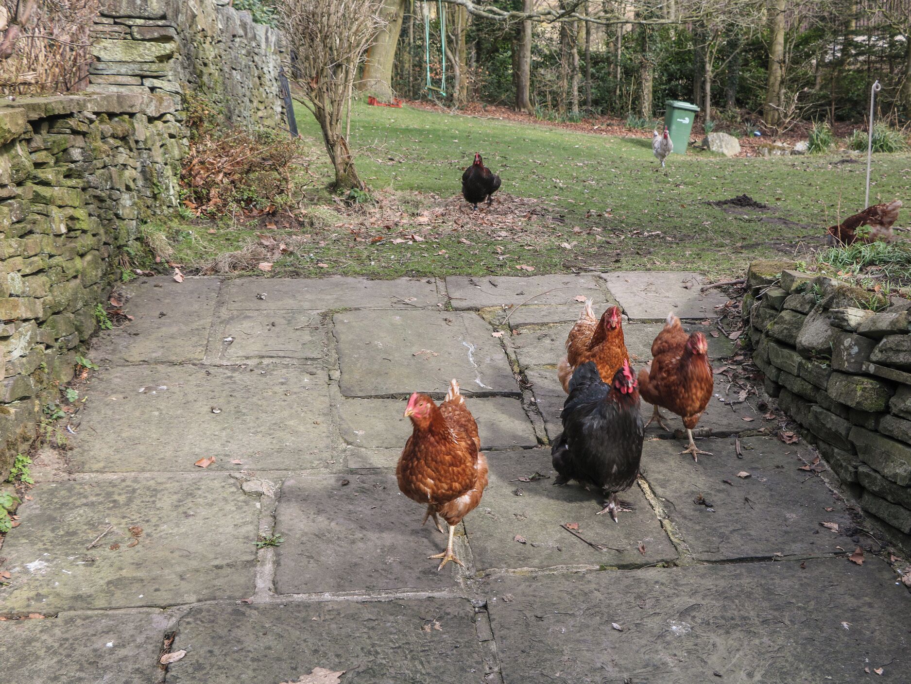 A stone staircase leading to a grassy area with chickens.