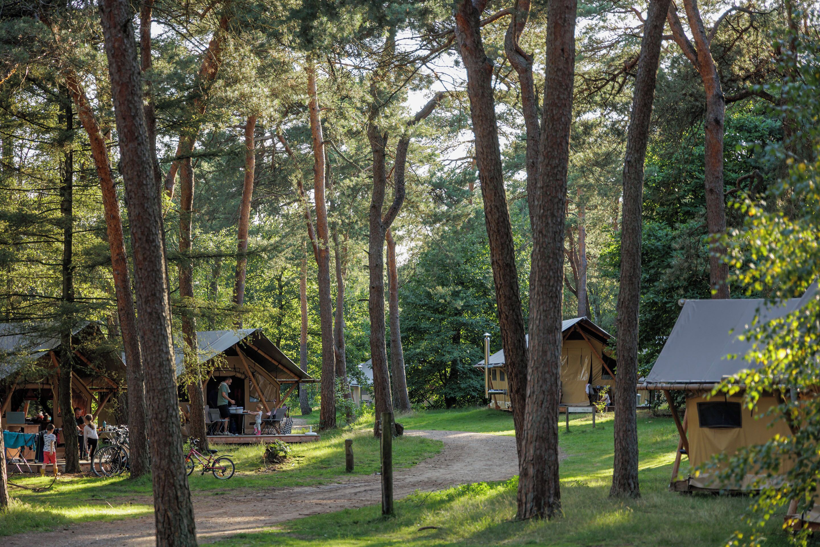 A campsite with several wooden cabins surrounded by tall trees.