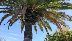 Zwembad met een palmboom op de voorgrond en een gebouw op de achtergrond.