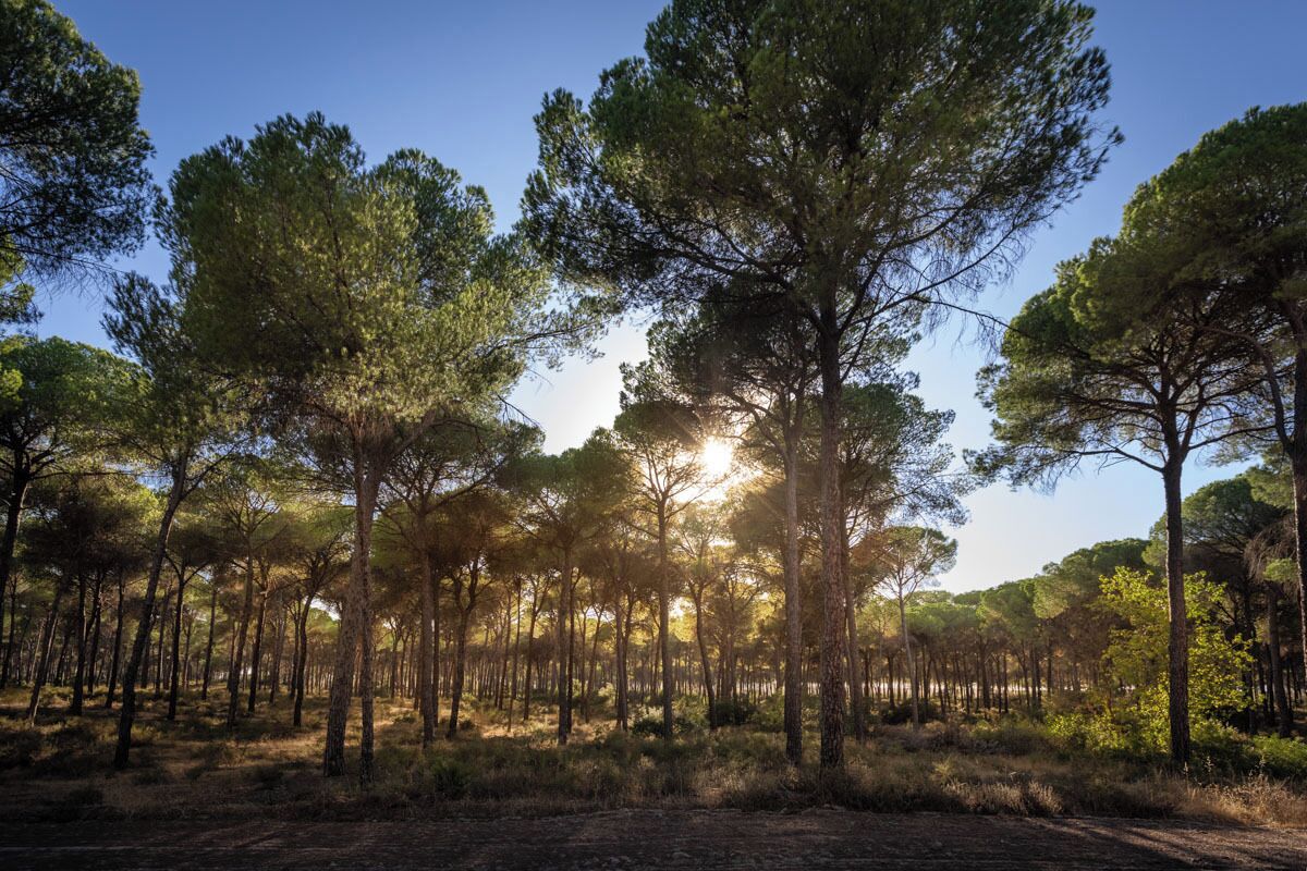 A forest with tall pine trees and a dirt path.