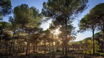 A forest with tall pine trees and a dirt path.