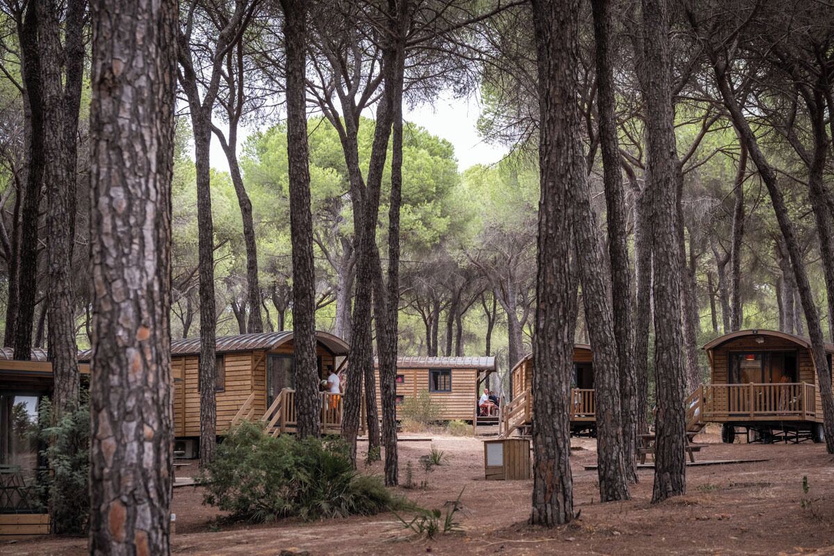 A forest with several wooden cabins, each with a deck and a small porch.