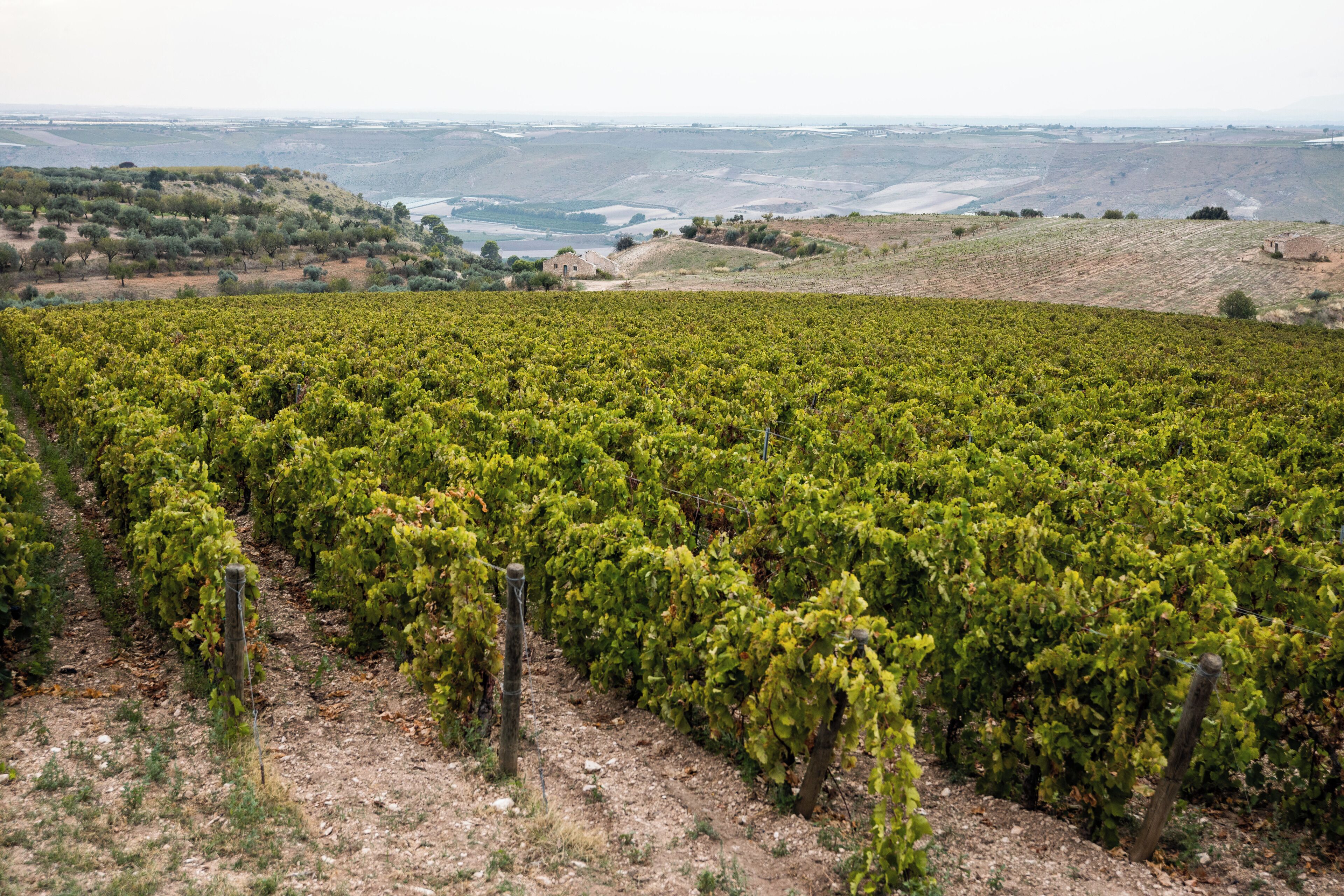 Un vignoble avec des rangées de vignes.