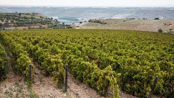 Un vignoble avec des rangées de vignes.