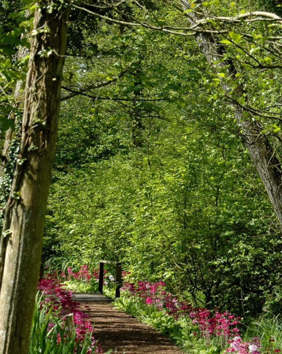 Een pad omgeven door weelderige groene begroeiing en roze bloemen.