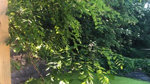 A pond with green algae, surrounded by rocks and dense foliage. - Pink Garden Events Advance Notice Required (Giarmata)