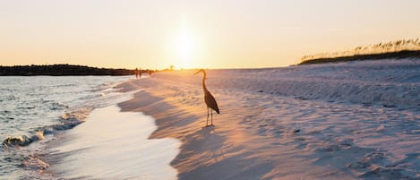 Tæt på stranden