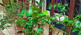 Cozy 1-bedroom house in beautiful Santa Cruz de la Sierra with WiFi, AC