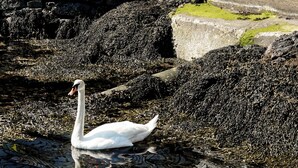 Un cygne nage dans un étang, avec un bâtiment rouge et une clôture blanche en arrière-plan.