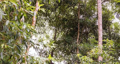 (Lodge Vista Floresta)