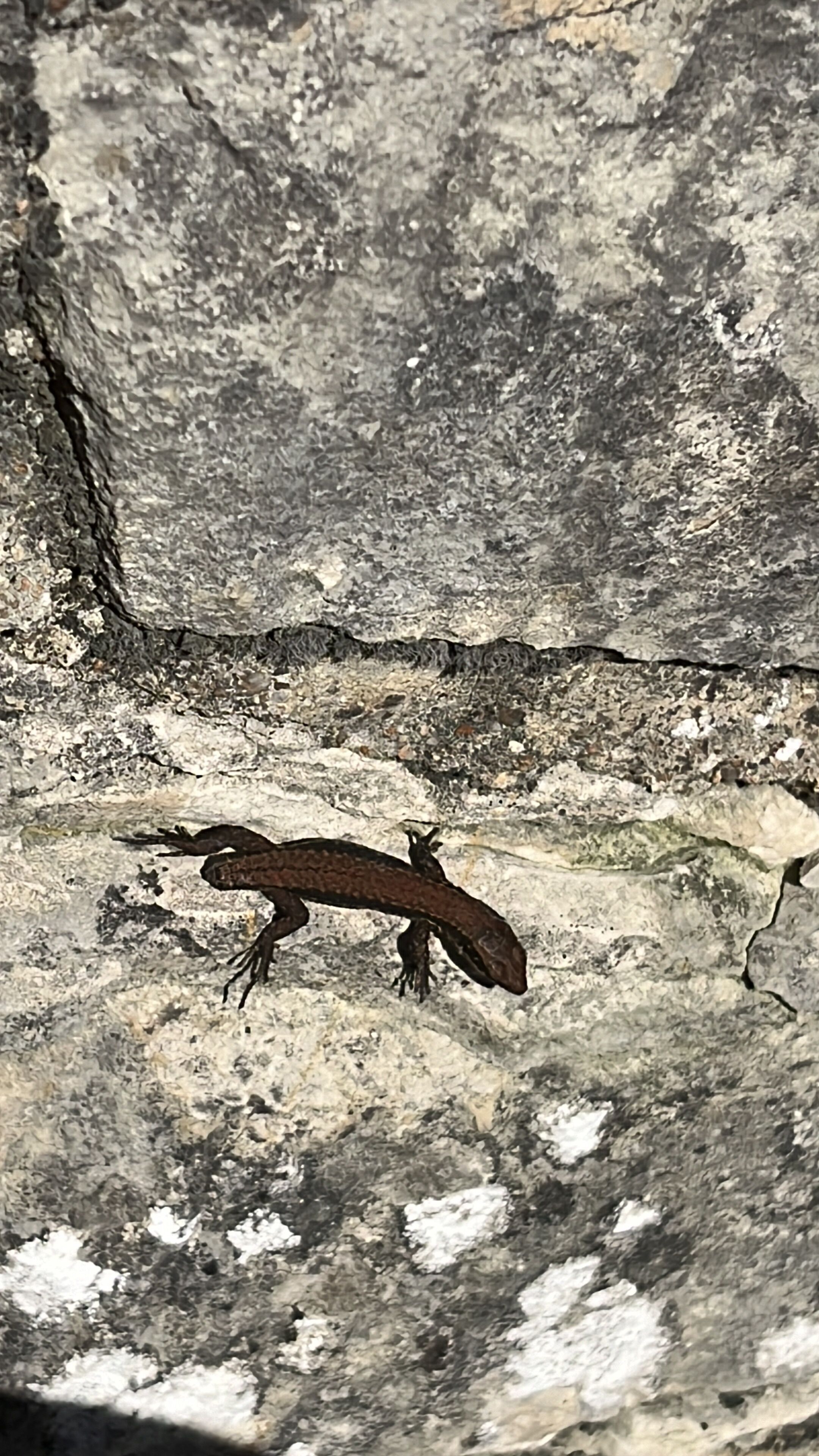 A lizard on a rocky surface.
