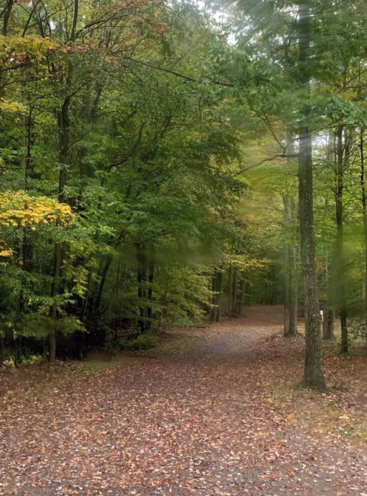 Ein Waldweg mit Bäumen und herabgefallenen Blättern.