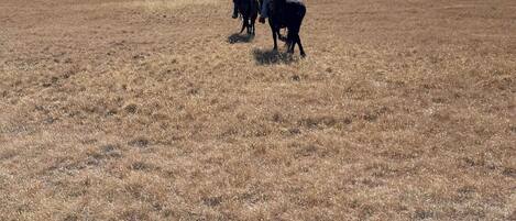 A wide, open field with two riders on horseback, a clear sky, and distant mountains.