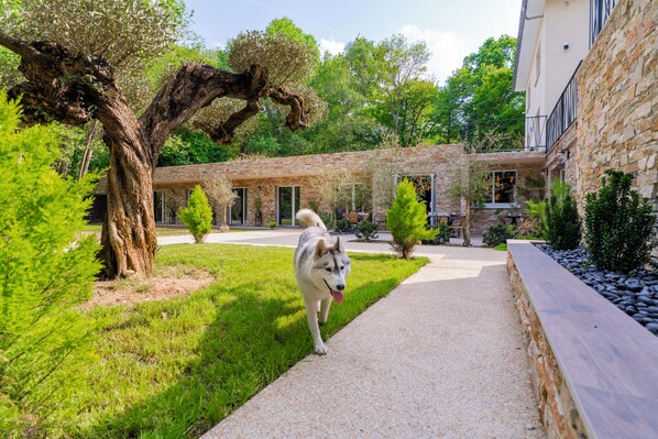 A dog walking on a paved path in a courtyard with stone buildings and greenery.