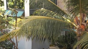 An outdoor seating area with tables and chairs, surrounded by various plants and palm trees. - BAGEECHAA STAY (Dharavandhoo)